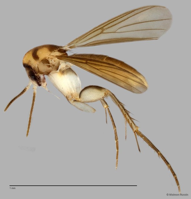 Aspidionia