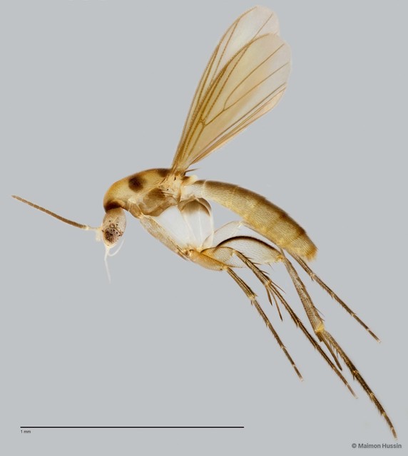 Aspidionia