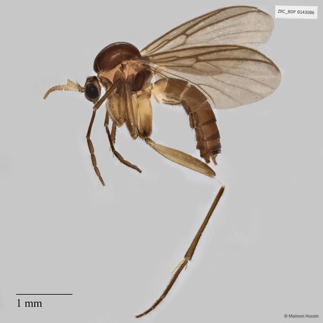 Chalastonepsia sp. "775cccaf" • © Maimon Hussin • All Rights Reserved