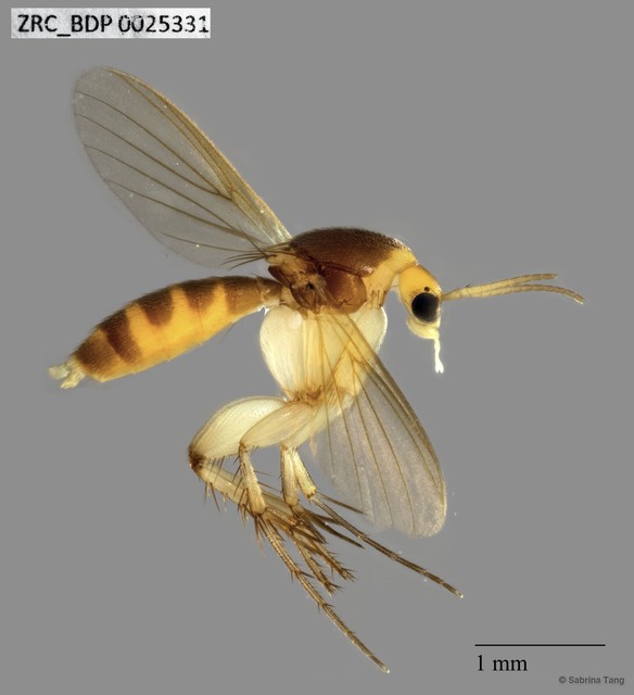 Epicypta sp. "378" • © Sabrina Tang • All Rights Reserved