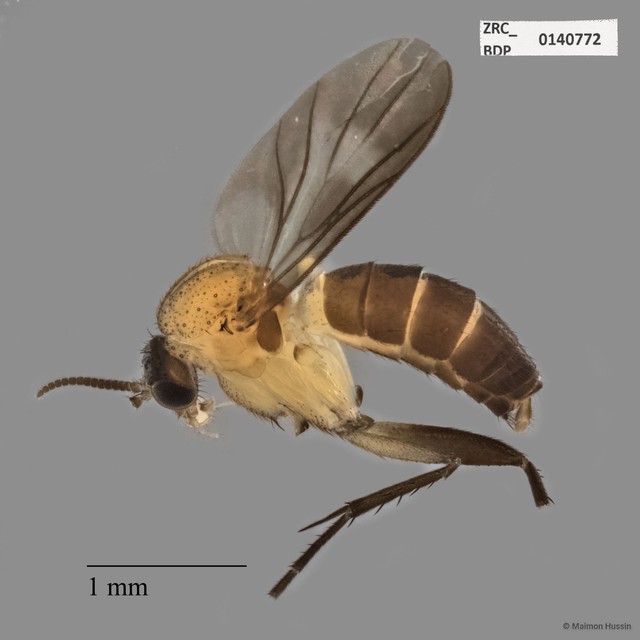 Epicypta sp. "cf. khatijunae" • © Maimon Hussin • All Rights Reserved