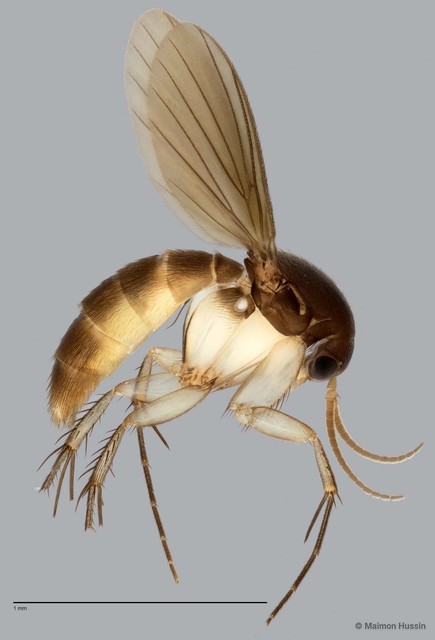 Epicypta