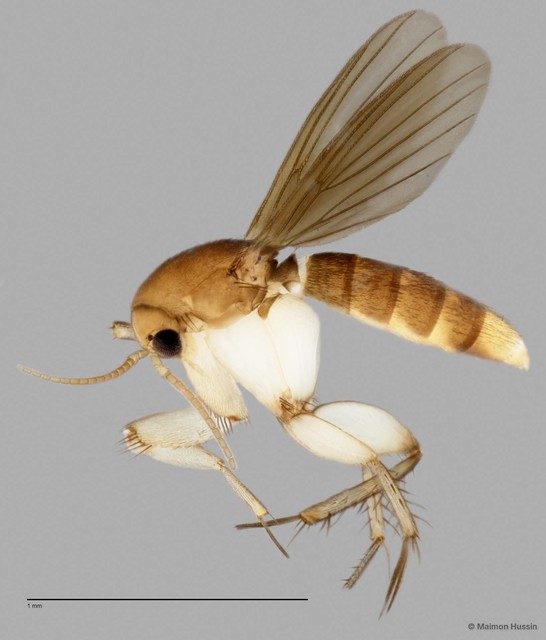 Epicypta
