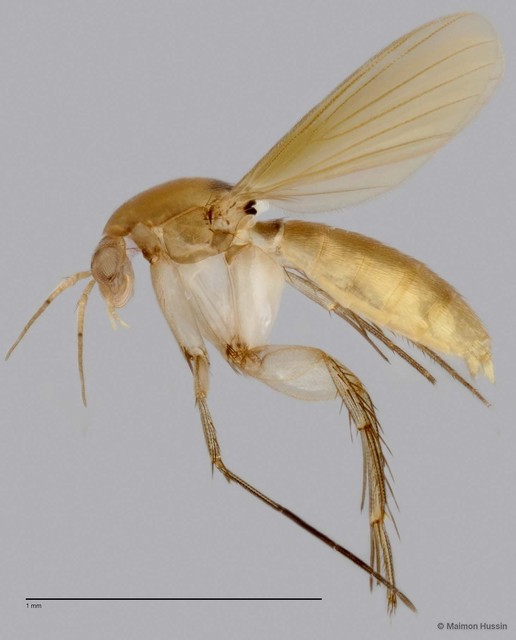 Epicypta