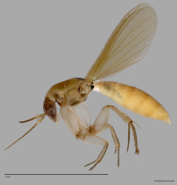 Epicypta