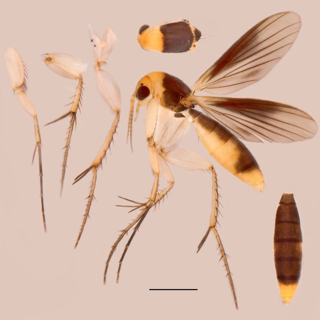 Epicypta