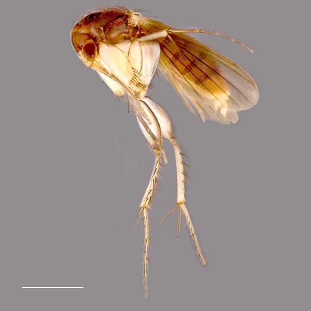Epicypta