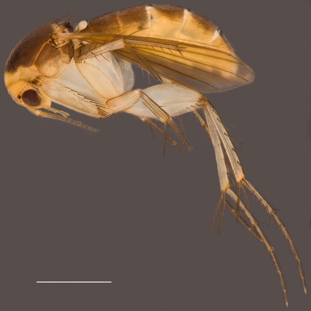 Epicypta