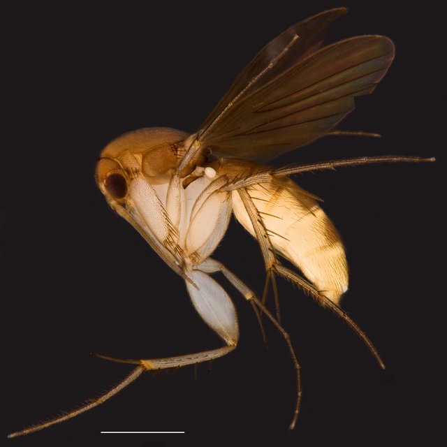 Epicypta