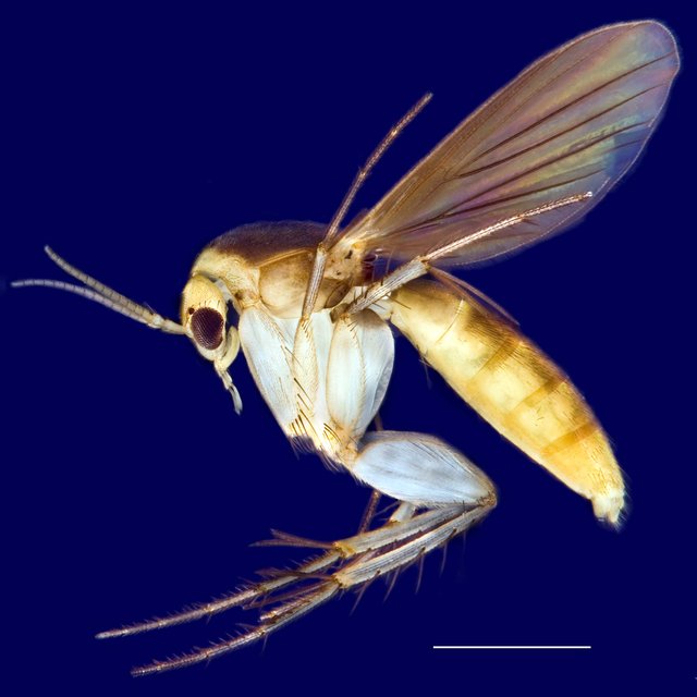Epicypta