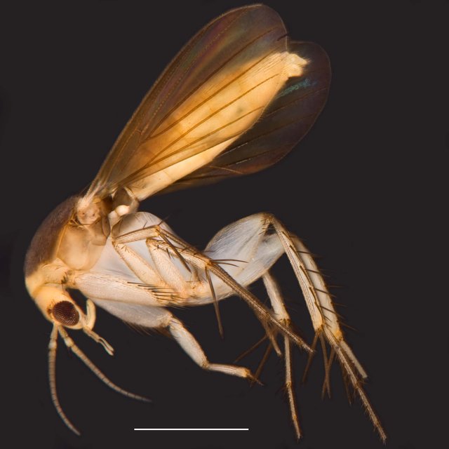 Epicypta