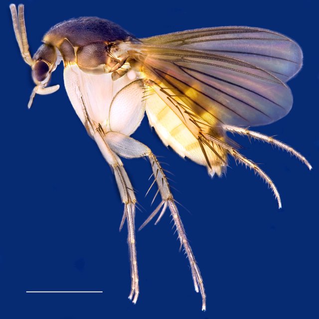 Epicypta