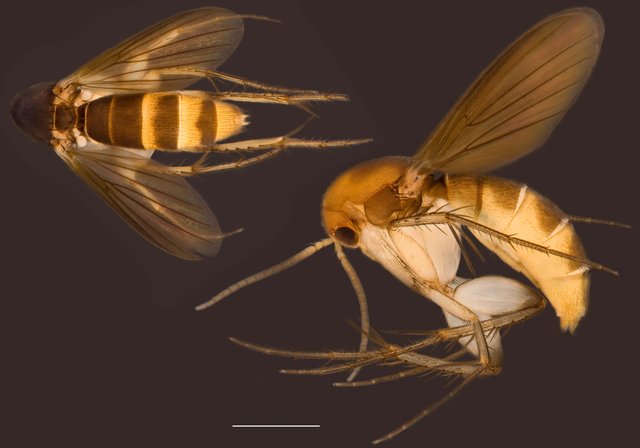 Epicypta