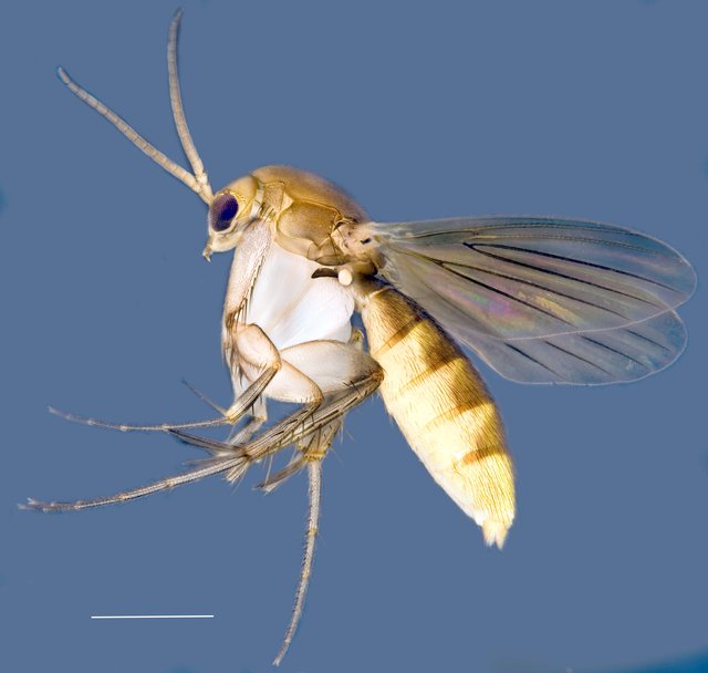 Epicypta