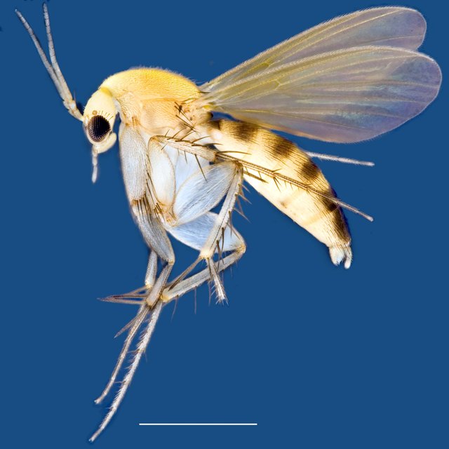 Epicypta