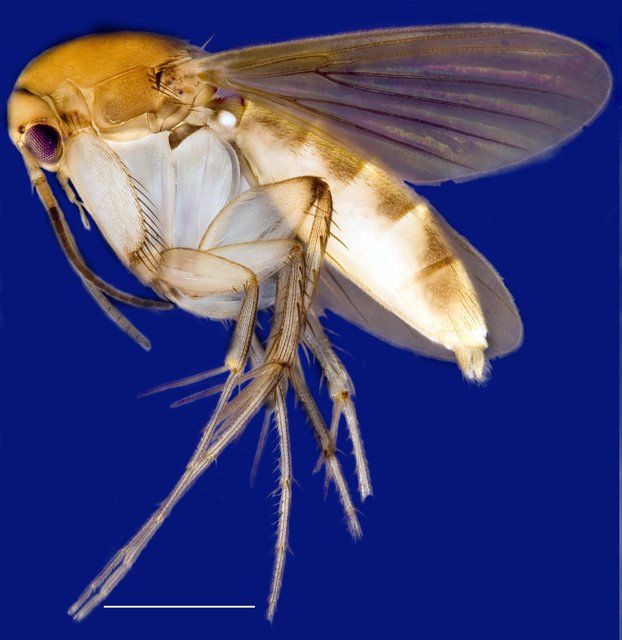 Epicypta