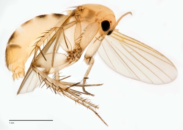 Epicypta