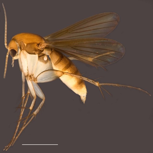 Epicypta