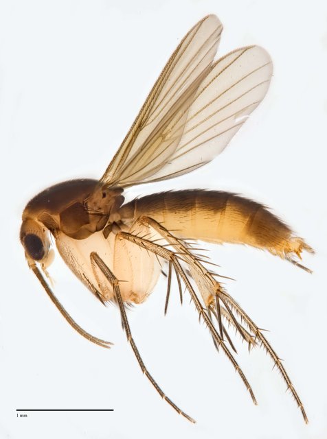 Epicypta
