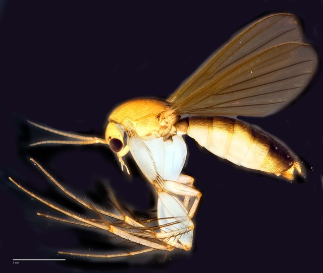 Epicypta