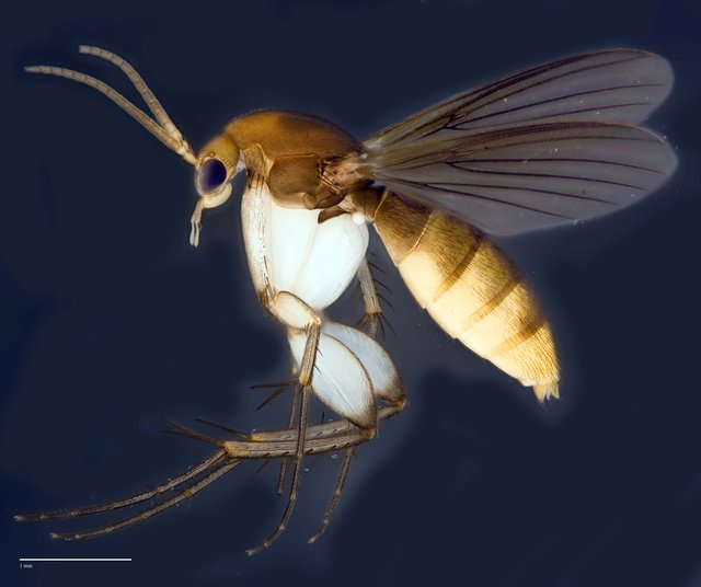 Epicypta