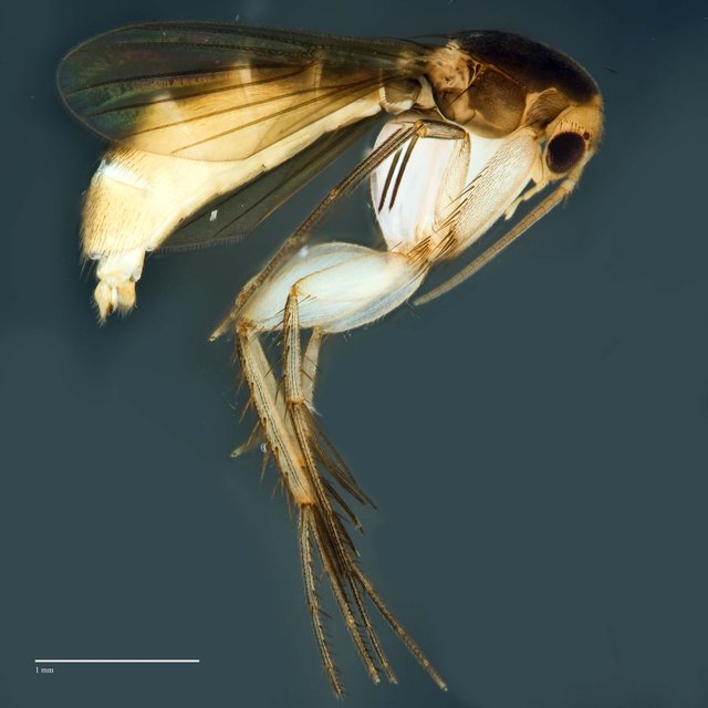 Epicypta