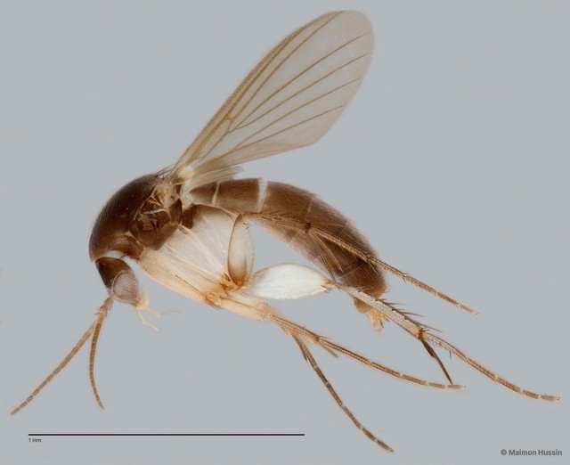 Epicypta