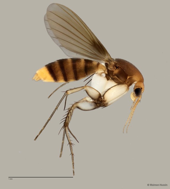Epicypta