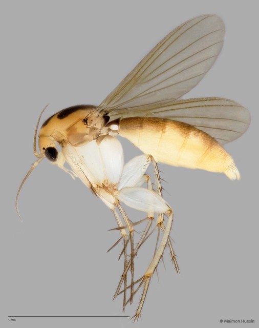 Epicypta