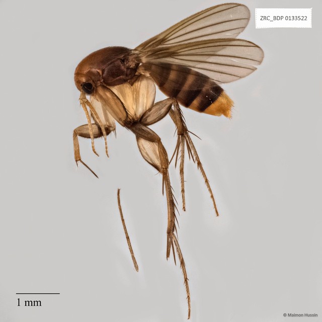 Epicypta