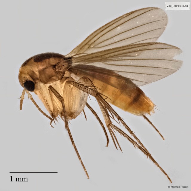 Epicypta