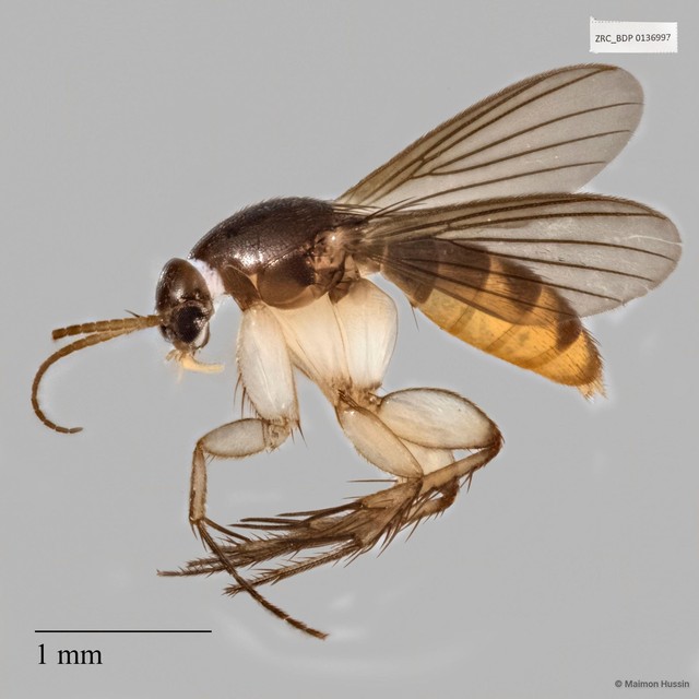 Epicypta