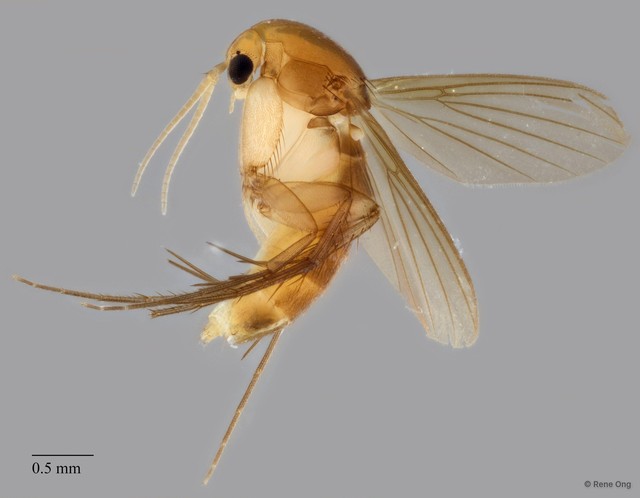 Epicypta