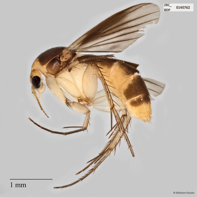 Epicypta