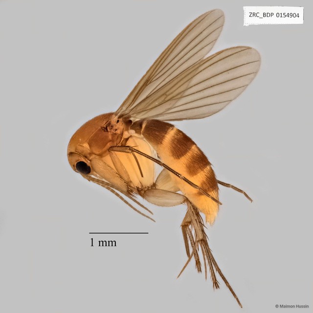 Epicypta