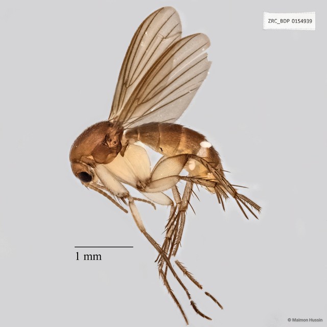 Epicypta