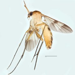 Hadroneura pullata • © Ang Yuchen • All Rights Reserved