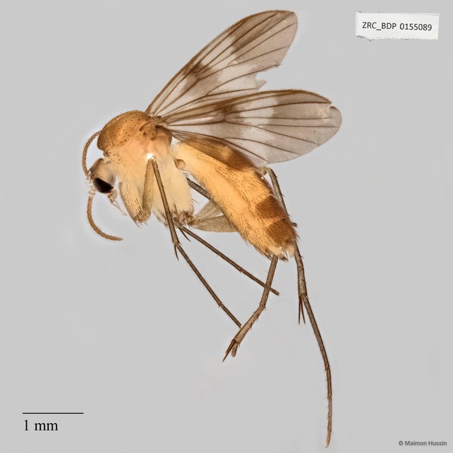 Hadroneura pullata