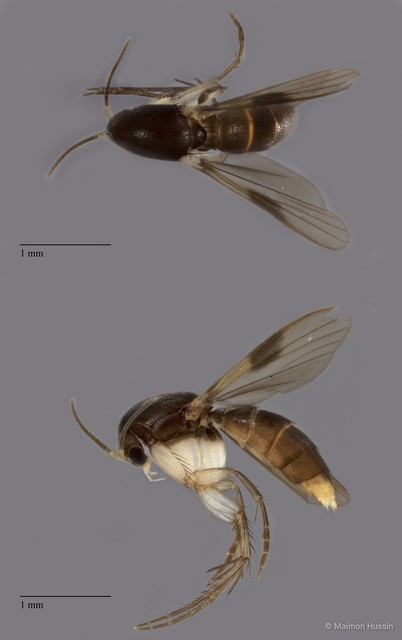 Integricypta hoyuenhoeae • © Maimon Hussin • All Rights Reserved