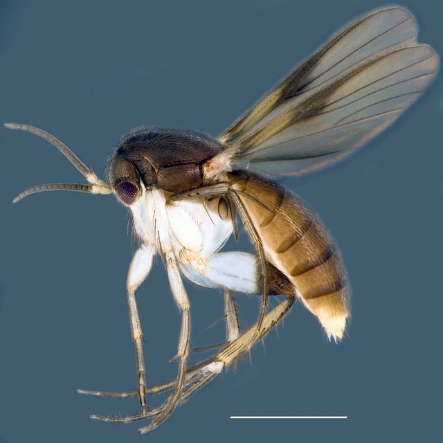 Integricypta shirinae • © Ang Yuchen • All Rights Reserved