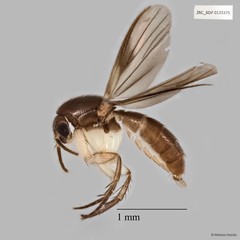 Integricypta shirinae • © Maimon Hussin • All Rights Reserved