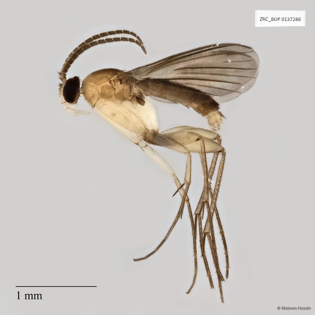 Manota sp. "B"