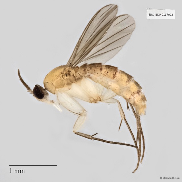 Manota sp. "D"