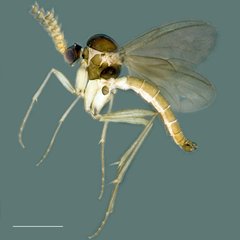 Metanepsia malaysiana Kallweit, 1998