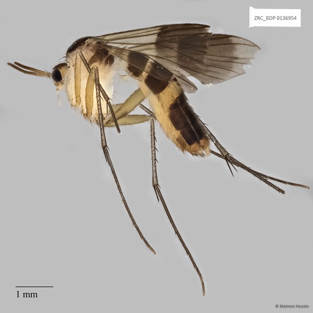 Neoempheria sp. "32" • © Maimon Hussin • All Rights Reserved