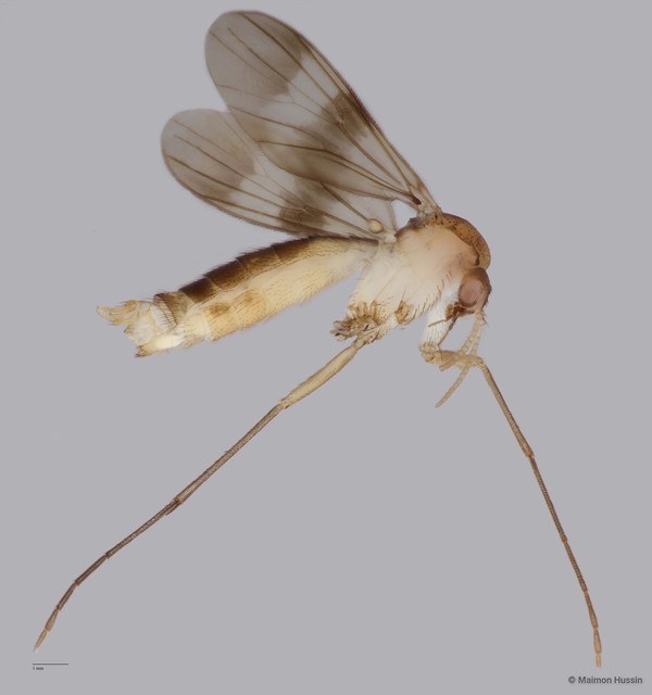 Neoempheria sp. "B" • © Maimon Hussin • All Rights Reserved