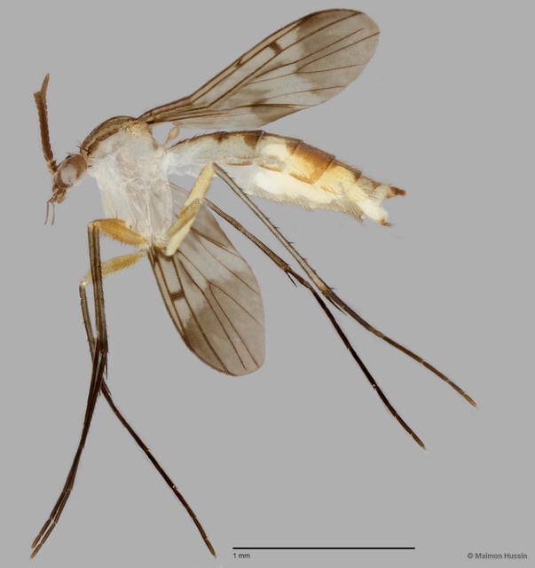 Neoempheria sp. "C" • © Maimon Hussin • All Rights Reserved