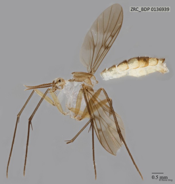 Neoempheria sp. "cf. mandai" • © Rene Ong • All Rights Reserved
