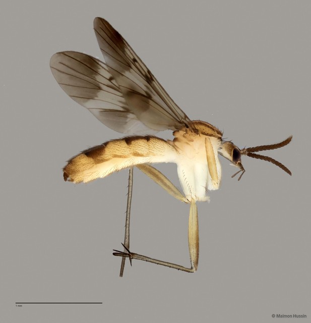 Neoempheria sp. "D" • © Maimon Hussin • All Rights Reserved