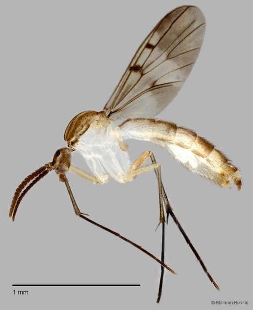 Neoempheria sp. "E" • © Maimon Hussin • All Rights Reserved